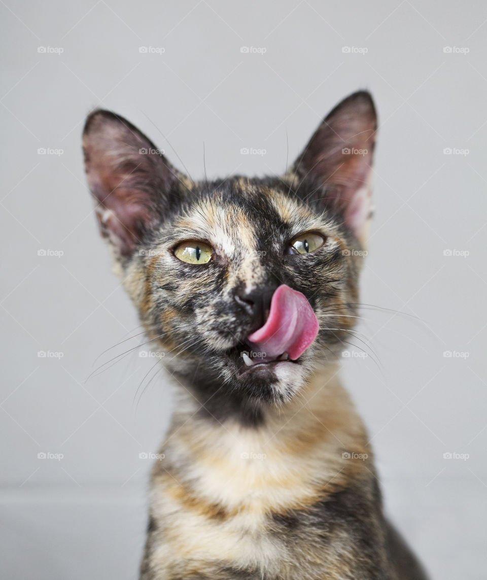 Balinese cat hungry