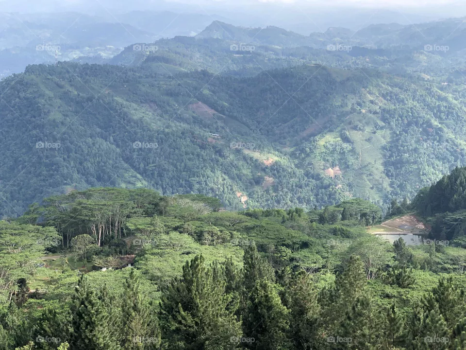 Nature view