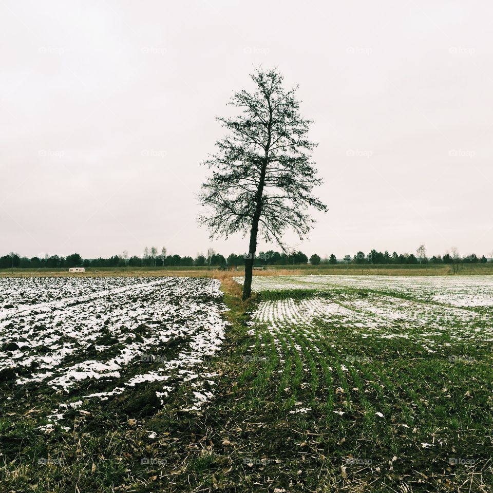 Landscape, No Person, Nature, Tree, Water