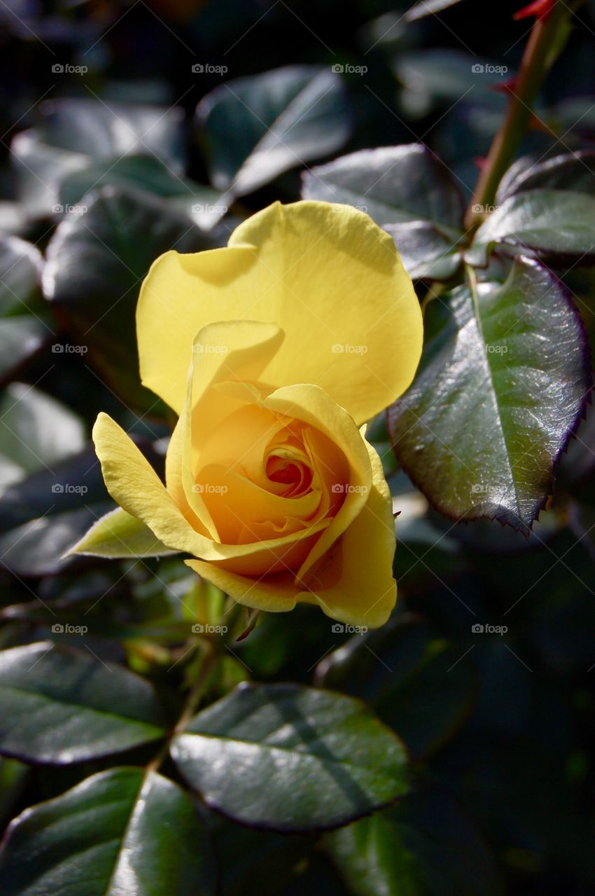 Yellow rose Bud