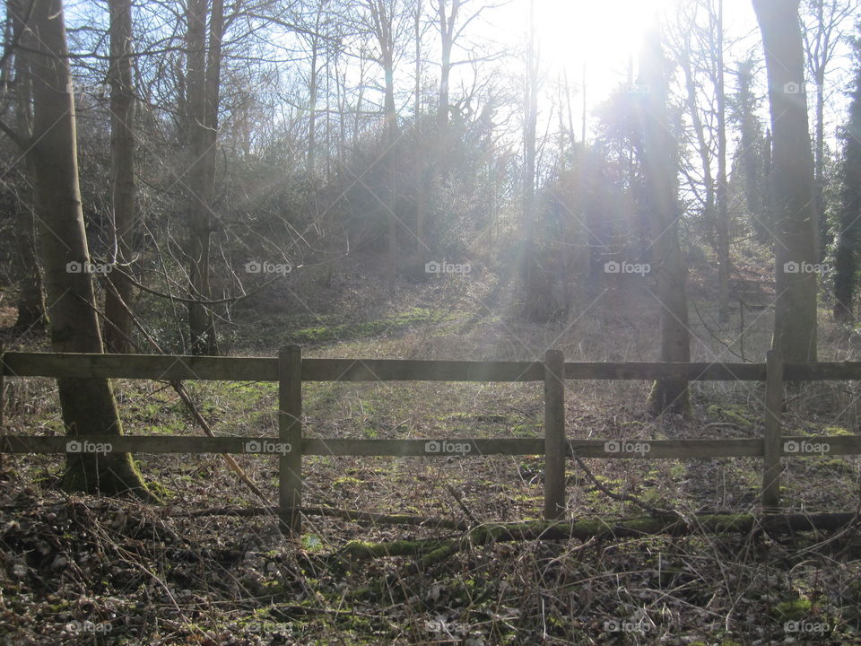 Fence In A Woodland