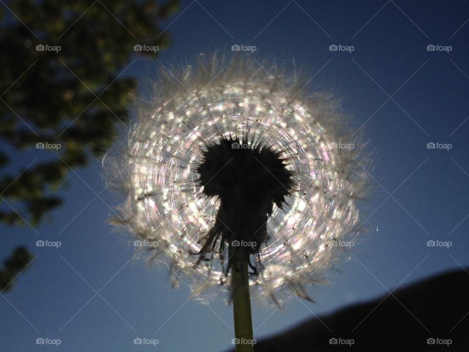 Low angle view of dandelion