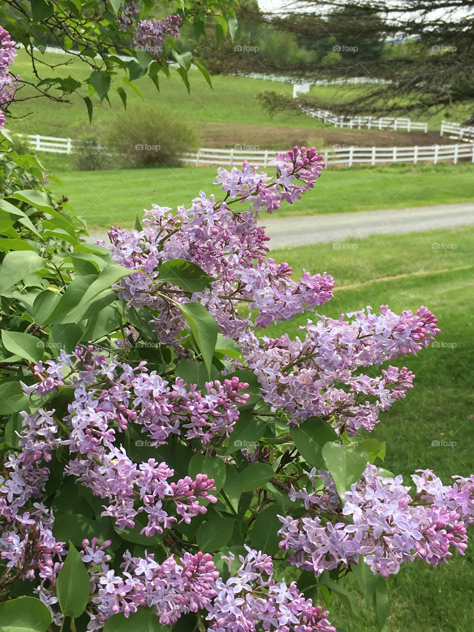 Lilacs farm beyond