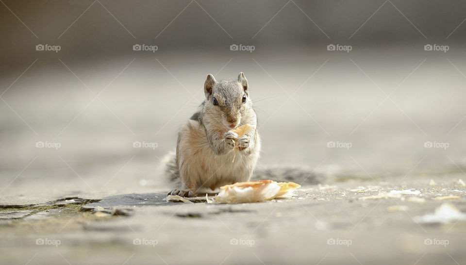 Squirrel eating Orange
