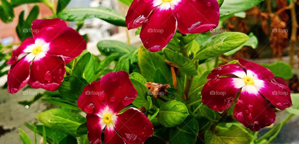 #foap #infoapartemen #foapjuly18 #foapaug18 #foapfeb18 #foapapril17 #foapers #foapjune18 #fotografoaprendiz #sfoapprentices #foaper #infoapartment #foapmission #foapmay18 #foapapr18 #foapit #infoaplikasipaytren #infoapple #foapom #foapjan19 #infoapp 