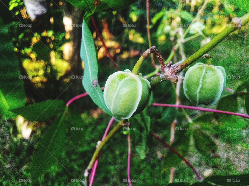 Cassava fruit but not for eating