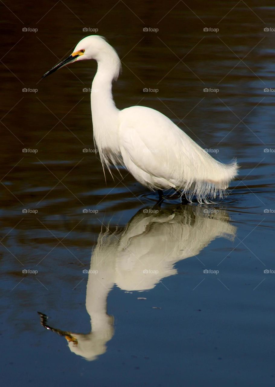 Snowy Egret Reflected in Water