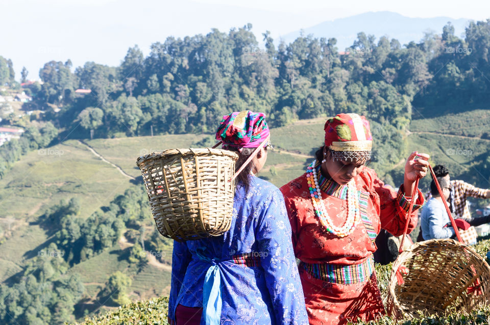 Makaibari tea estate, Kurseong valley, Darjeeling, West Bengal, India, May 2019 - Tea Pluckers at work in Makaibari tea plantation. The most awarded organic tea garden of Himalayan range of the world.