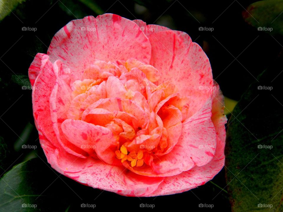 Pink camelia