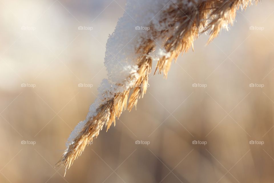 Close-up of snowcovered branch