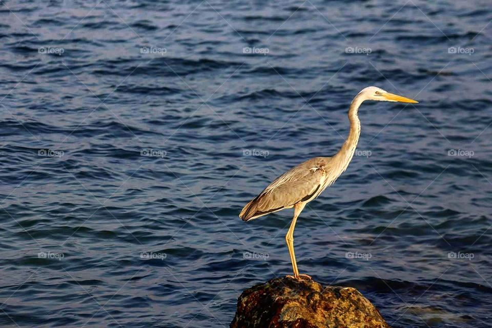 My unwitting model. ---
Is that a heron? Correct if I'm wrong. 🙄
*****
#heron#bird#beach#rock#sea#ocean#atlantic#birdphotography#instabird#unwitting#model#wild#wildlife#bbcbirds#instafilter#blue#legs#long#neck#beak#longleg#eyes#prey#predator#calm#tranquil#still#insta#yesfilter