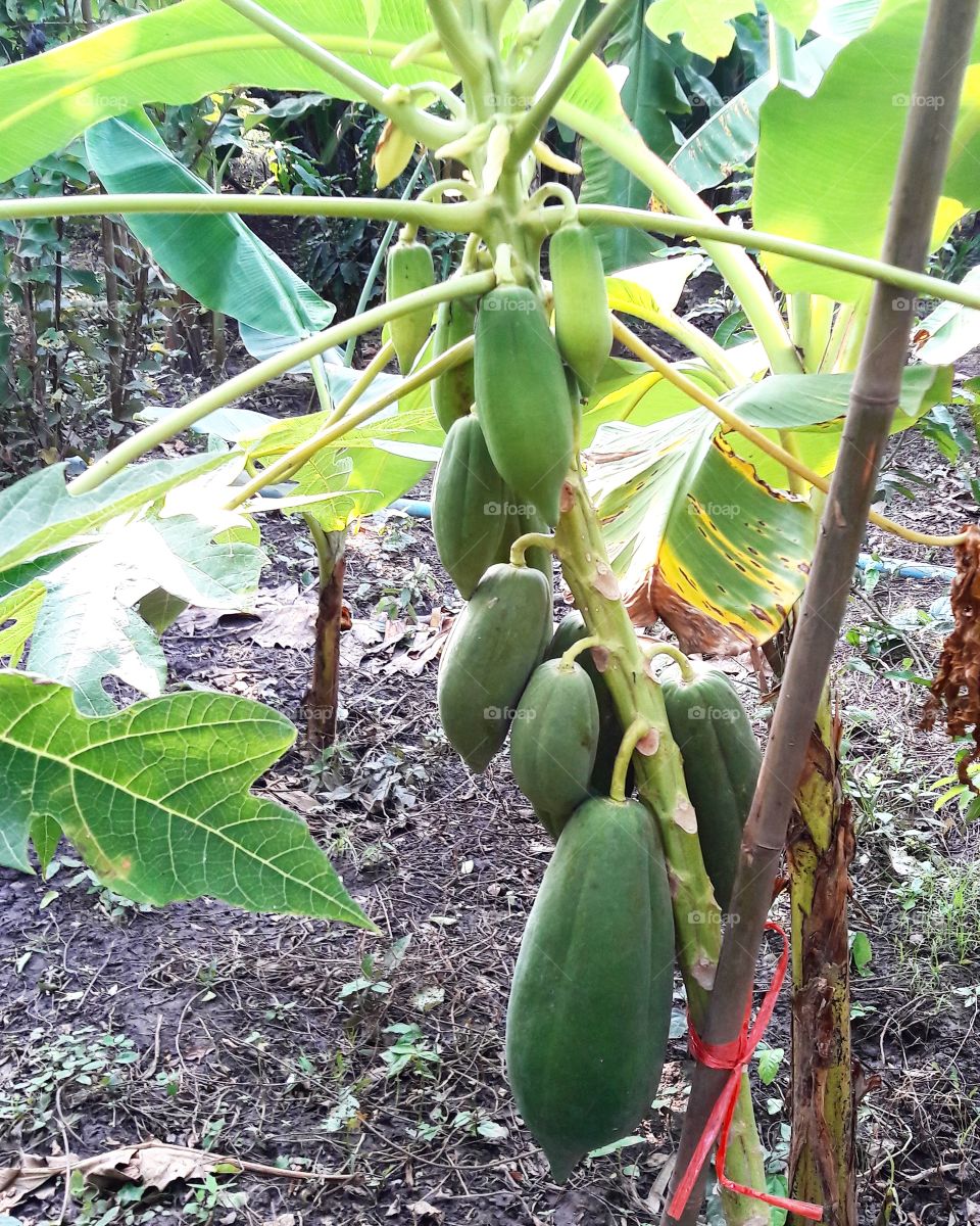 Green papaya