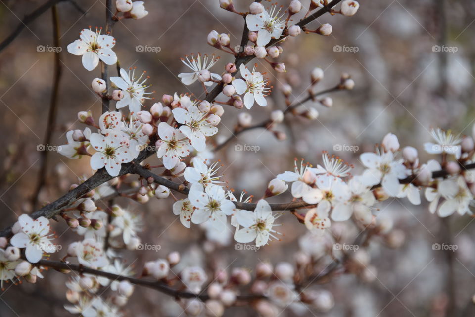 Spring time and Branch flowering