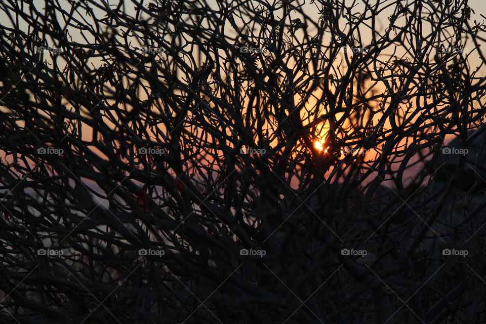 Silhouette of bare tree at sunset