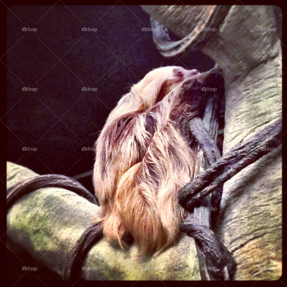 Chloe the Sloth. Chloe lives at the Como Zoo in St Paul, MN