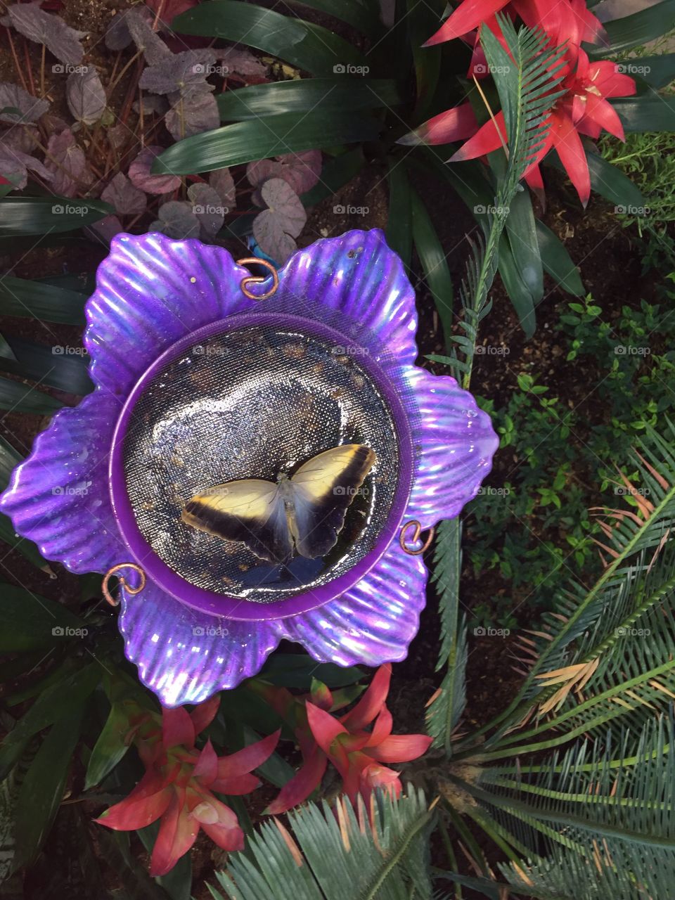 Butterfly on A Purple Feeding Flower