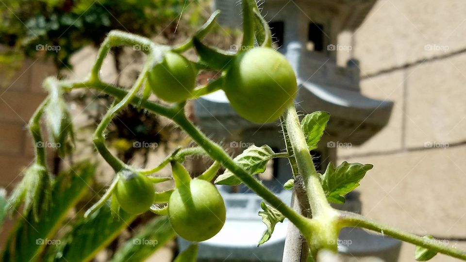 Green tomatoes