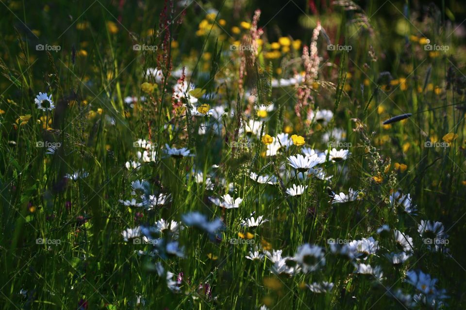 Meadow in dawn