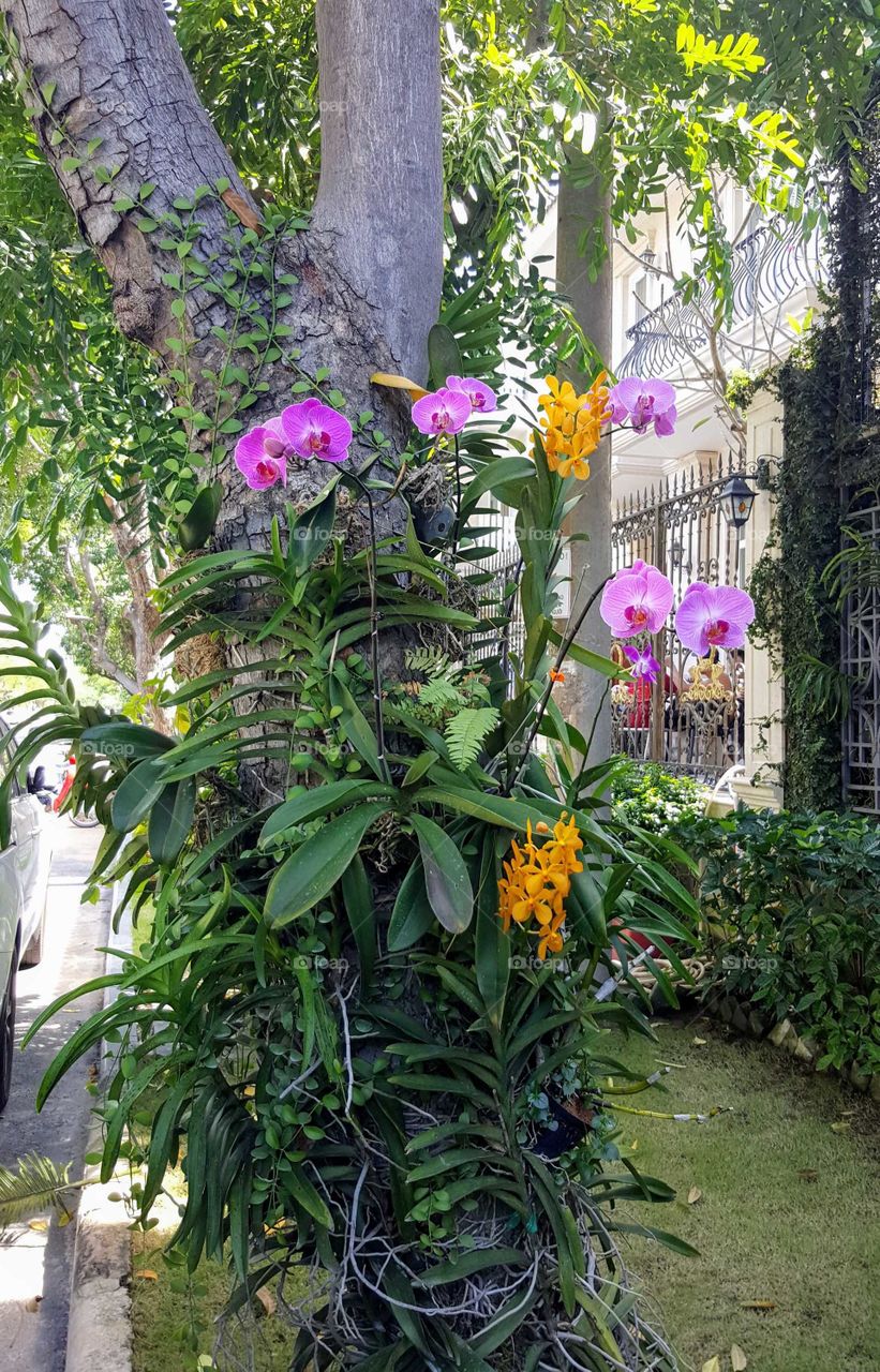 tree orchids