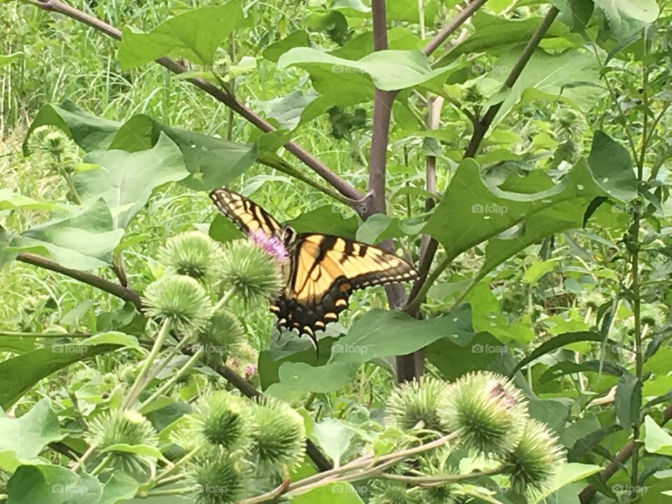 Gorgeous butterfly