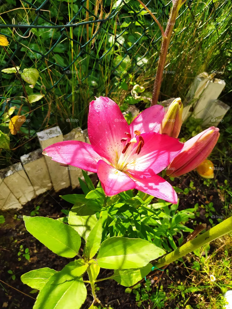 A Flower in the Garden