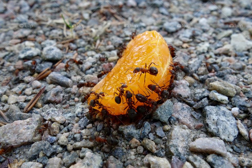 There is an ant hill close to my house. The weather has been nice so the ants have been very busy and active. I noticed that many ants makes an interesting sound.