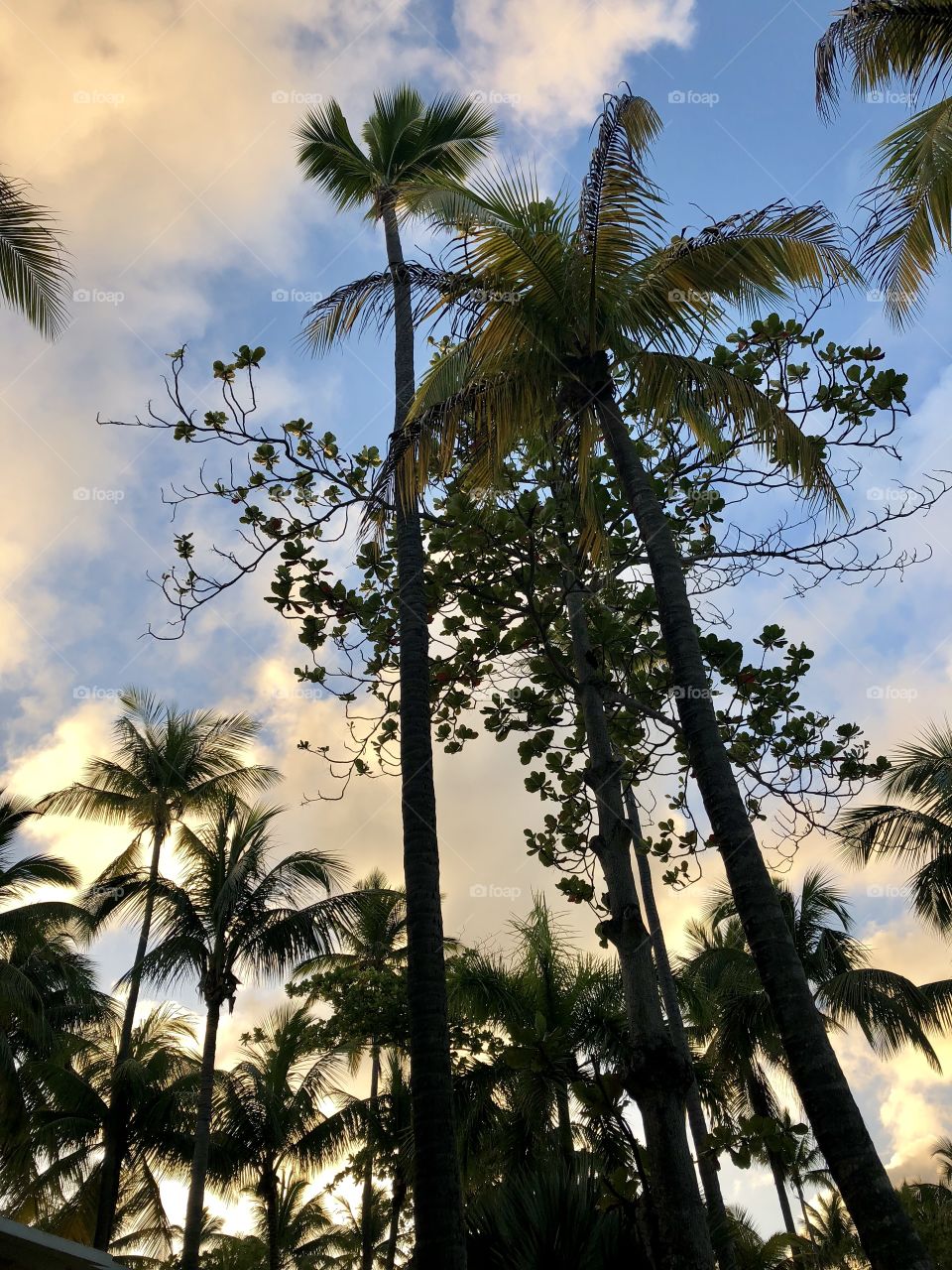 Palm trees in DR