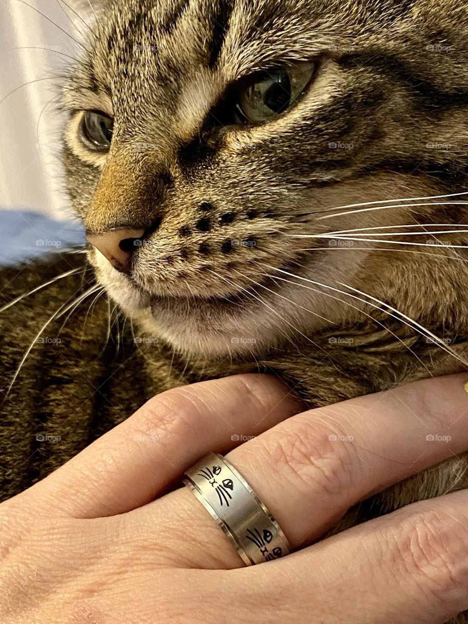 A cat and a hand wearing a spinner ring