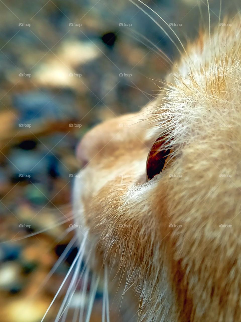 Closeup of cat's face.