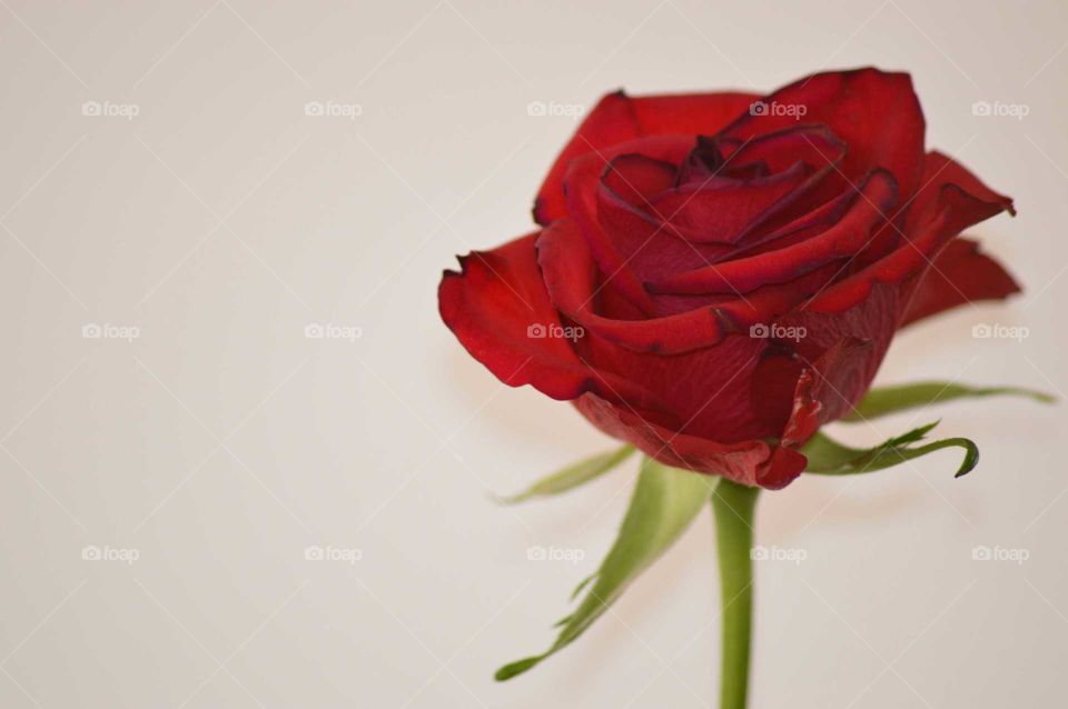 red beautiful rose