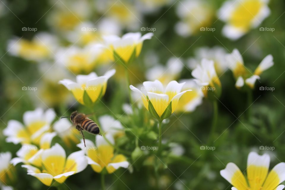 Limnanthes douglasii, 