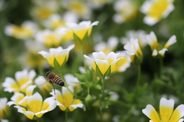 Limnanthes douglasii, 