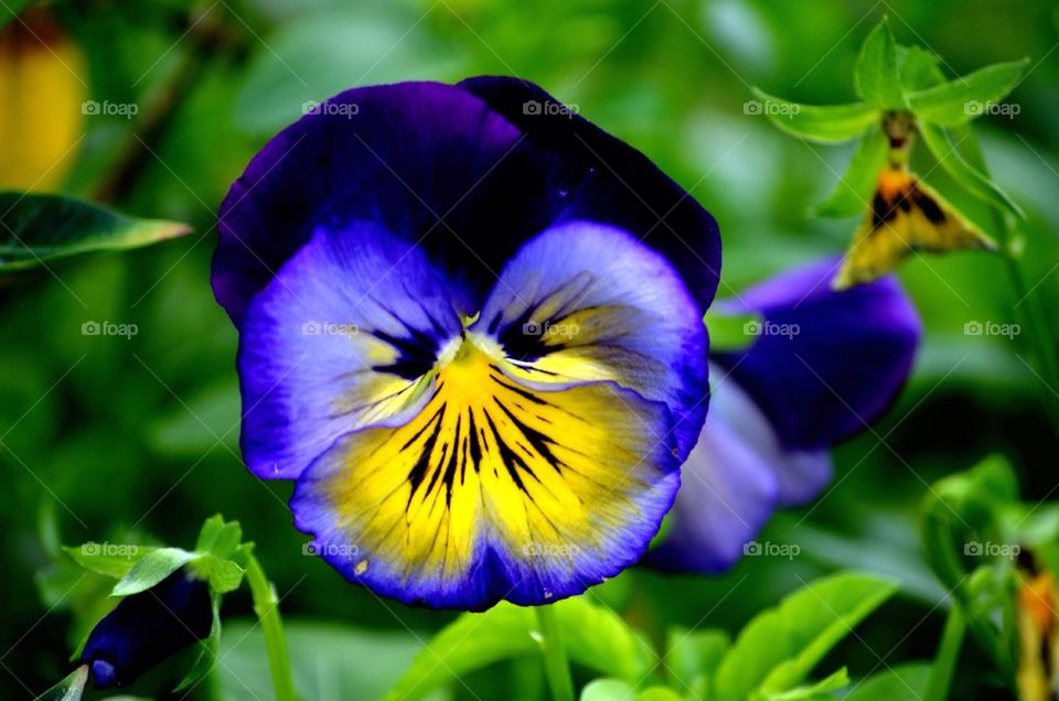 Pansy