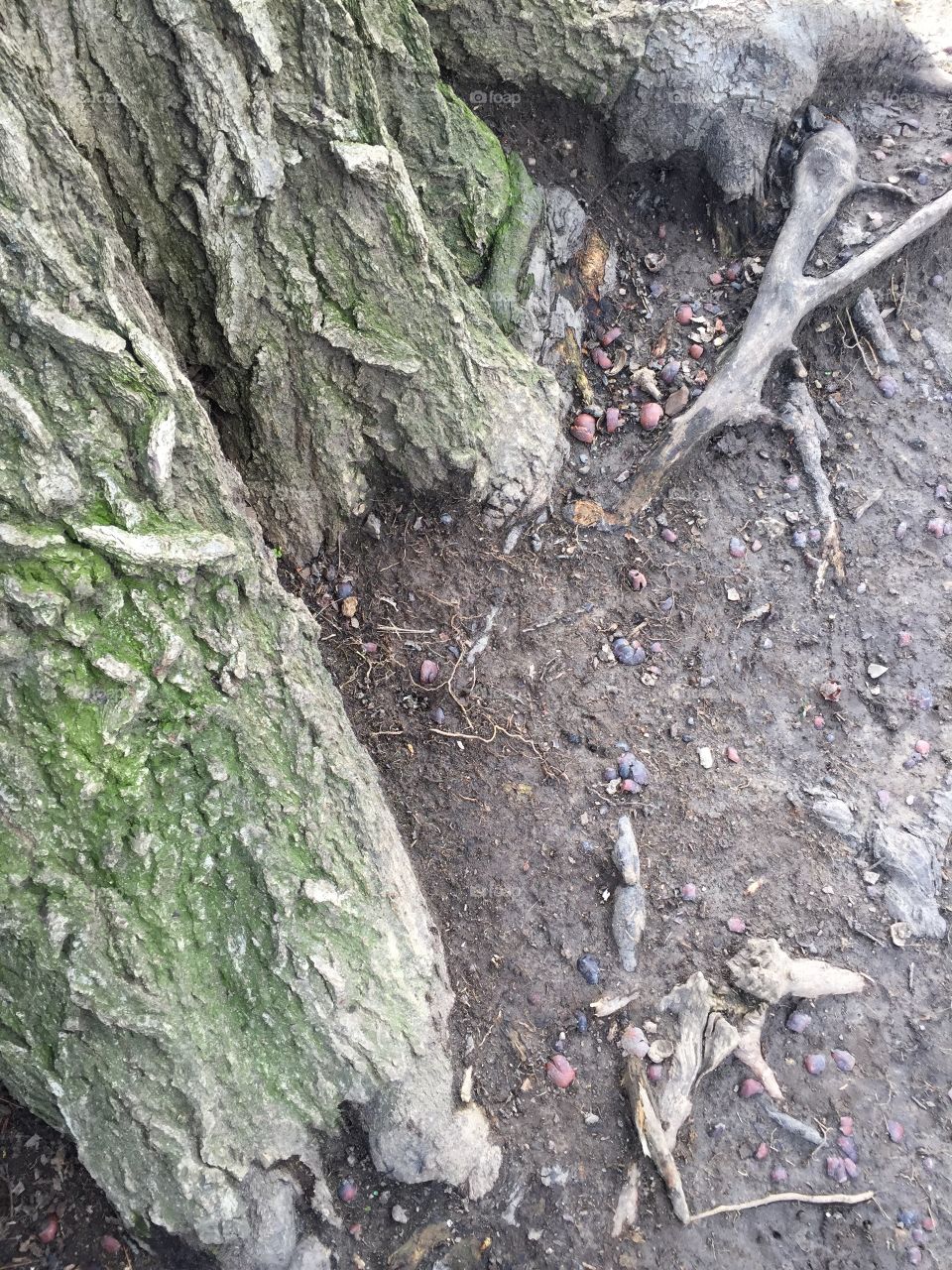 Tree Roots 