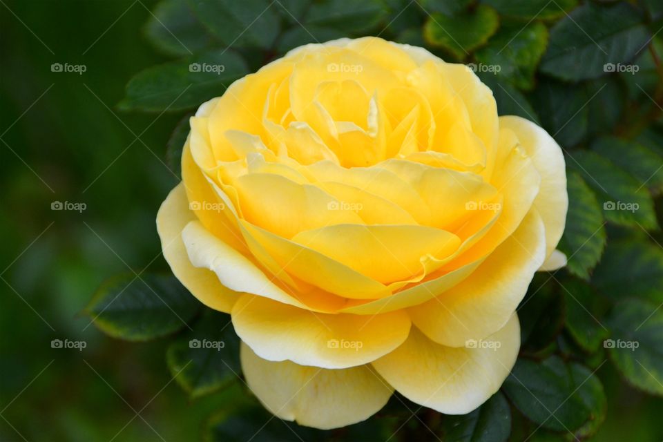 Closeup of a flower. Closeup of a yellow flower
