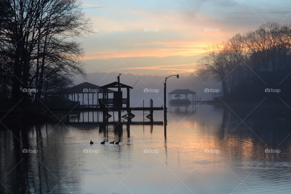 Ducks, fog, and sunrise