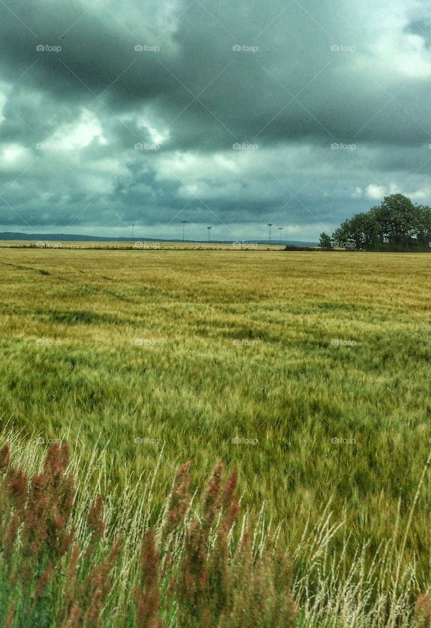 Fields under grey sky