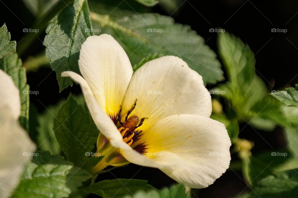Bee entering yellow flower