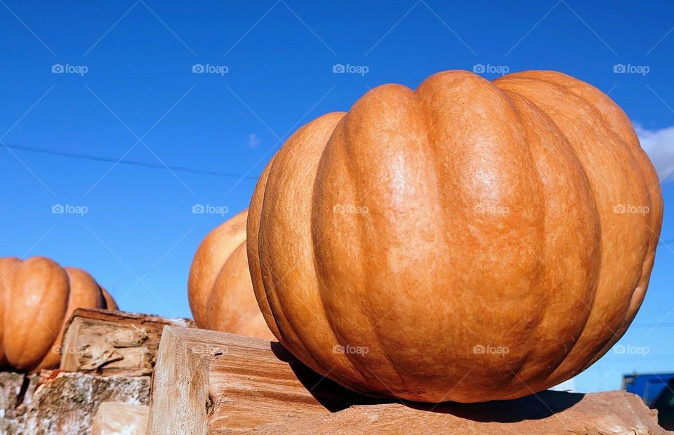 Pumpkin time🎃🍁 Autumn mood 🎃🍁 Farm🎃🍁