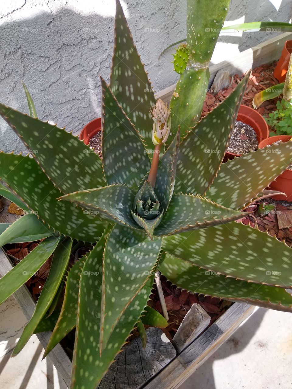 Soap Aloe