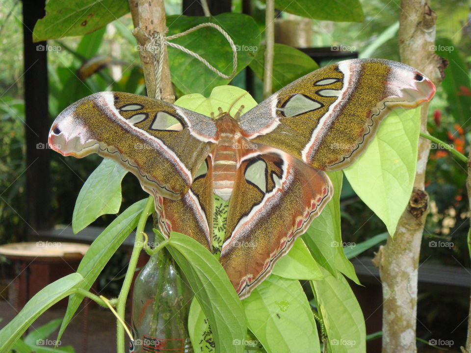 Butterfly Sanctuary at Cebu Philippines