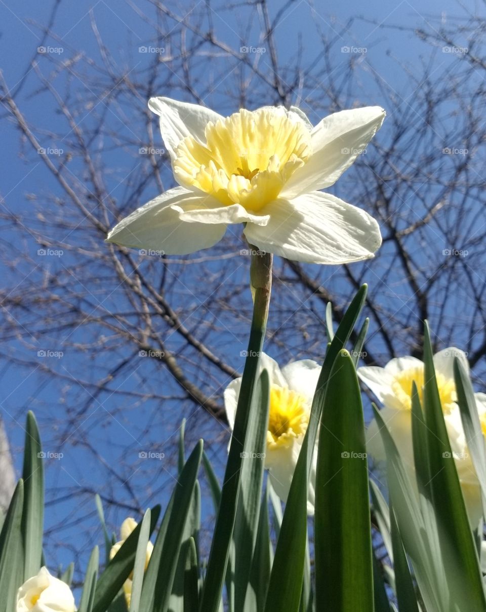 daffodil in the garden