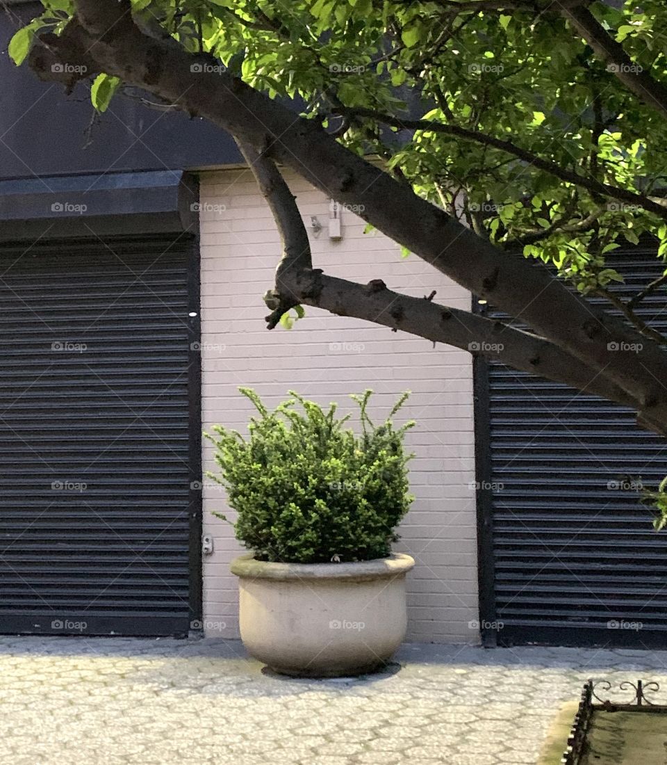 Plants outside the building. Night shot. With small branches. Green leaves and big planter pot.