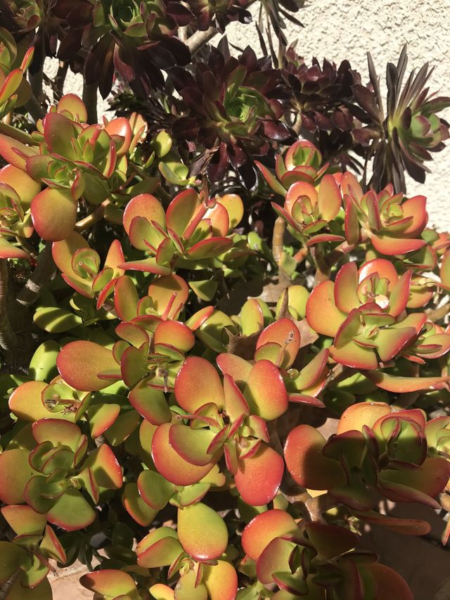 Sunset jade plant