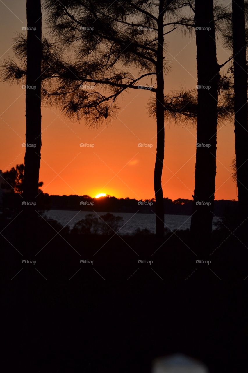 Sunset thru the Pines