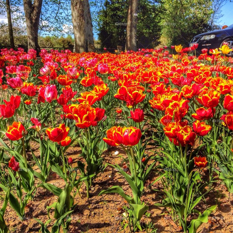 Spring. Flowers