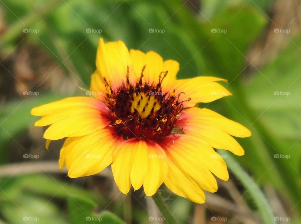 Yellow flower 