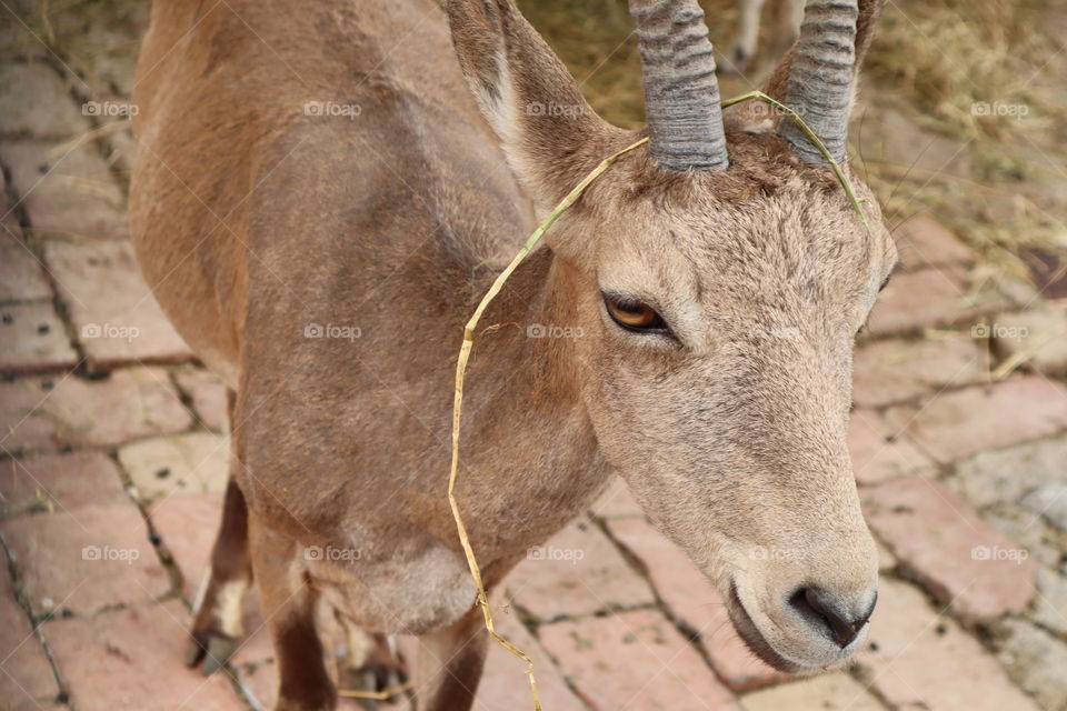The picture was taken at the zoo in Belgrade. 