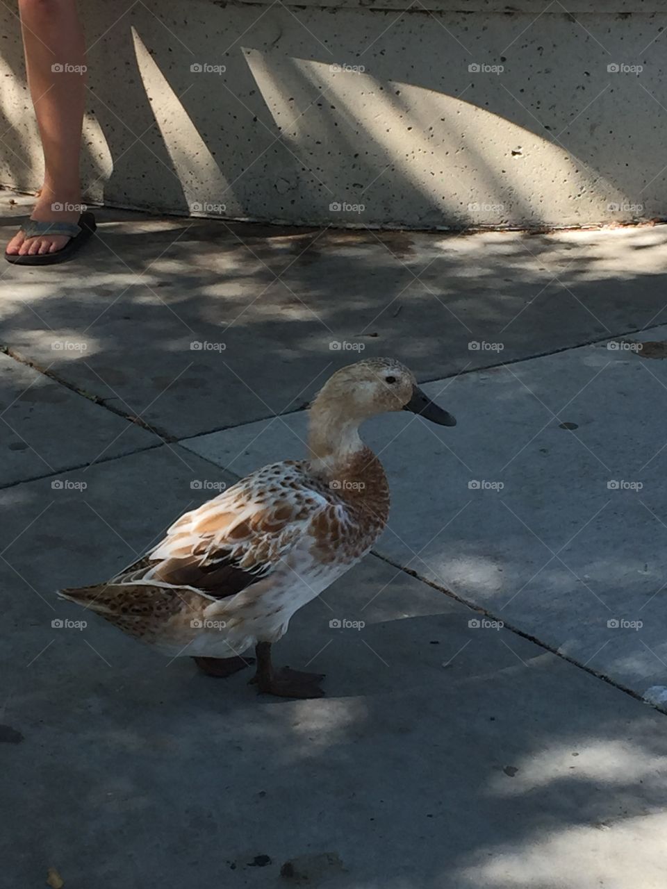 Duck