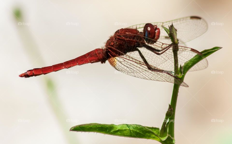A red dragonfly perched on a green plant 